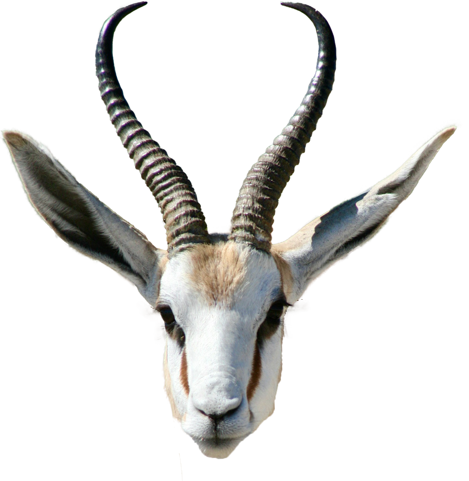 gazelle